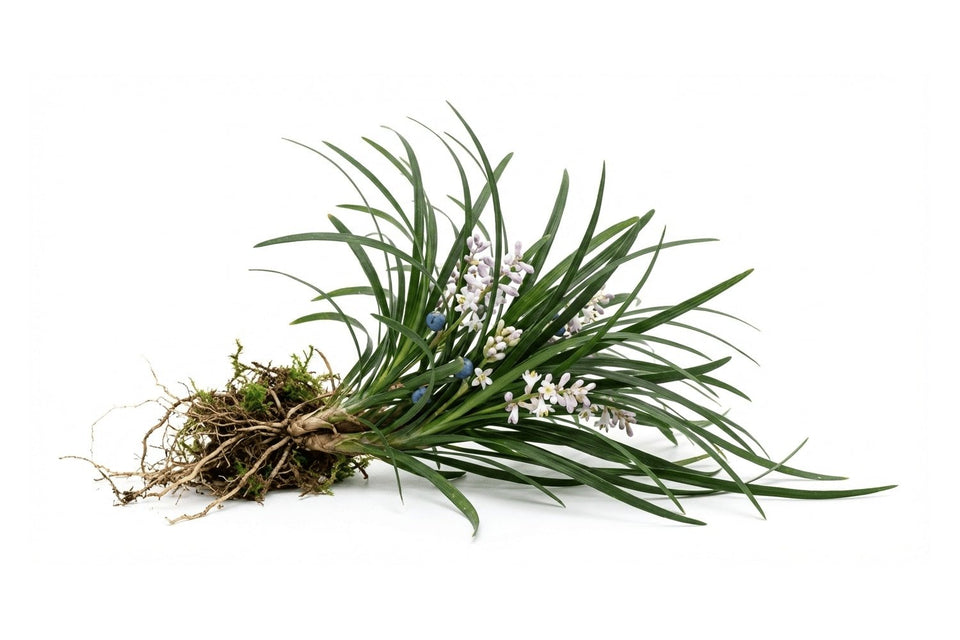 Extrait d'Ophiopogon Japonicus