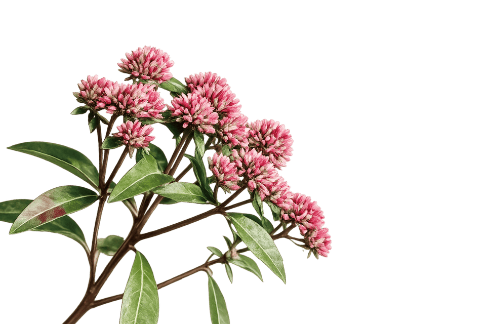 Fleurs roses de trèfle sur une tige verte