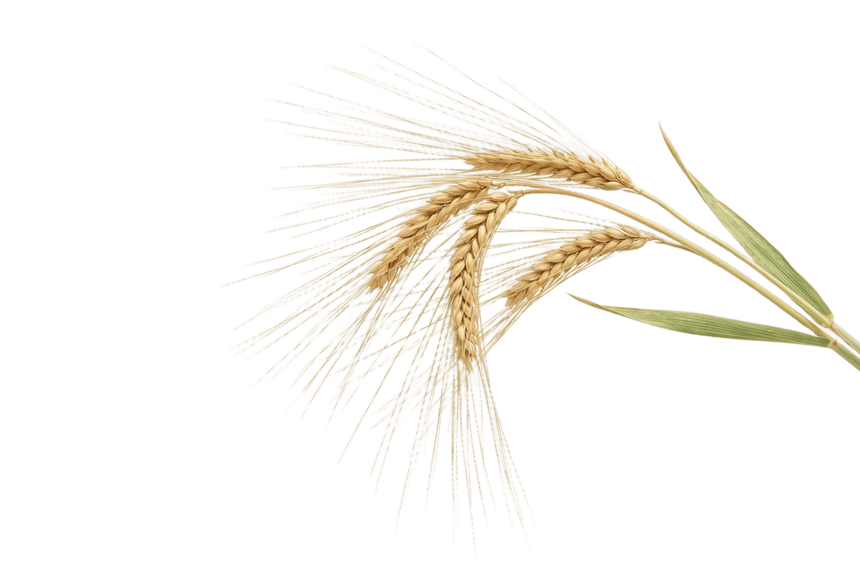 Épis de blé dorés avec des feuilles vertes sur fond blanc