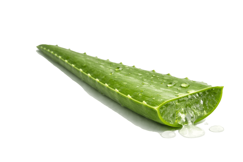 Feuille d'aloès coupée avec des gouttes d'eau et du gel s'écoulant