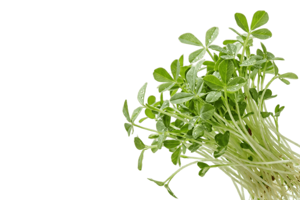Jeunes pousses de fenugrec vert clair avec des gouttelettes d'eau sur fond blanc